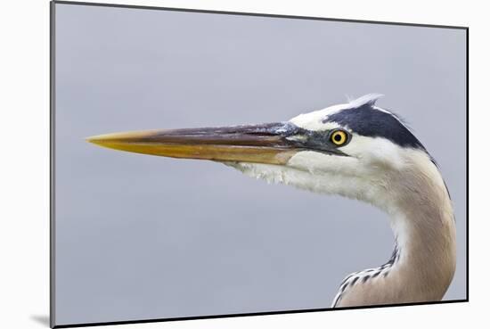 Great Blue Heron (Ardea herodias) adult, close-up of head, Florida, USA-Kevin Elsby-Mounted Photographic Print