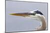 Great Blue Heron (Ardea herodias) adult, close-up of head, Florida, USA-Kevin Elsby-Mounted Photographic Print
