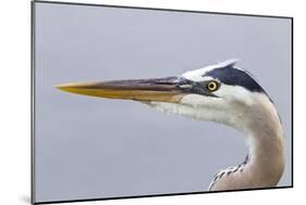 Great Blue Heron (Ardea herodias) adult, close-up of head, Florida, USA-Kevin Elsby-Mounted Photographic Print