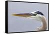 Great Blue Heron (Ardea herodias) adult, close-up of head, Florida, USA-Kevin Elsby-Framed Stretched Canvas