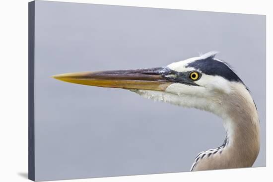 Great Blue Heron (Ardea herodias) adult, close-up of head, Florida, USA-Kevin Elsby-Stretched Canvas