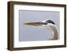 Great Blue Heron (Ardea herodias) adult, close-up of head, Florida, USA-Kevin Elsby-Framed Photographic Print
