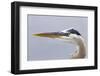 Great Blue Heron (Ardea herodias) adult, close-up of head, Florida, USA-Kevin Elsby-Framed Photographic Print