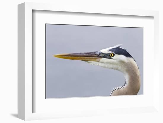 Great Blue Heron (Ardea herodias) adult, close-up of head, Florida, USA-Kevin Elsby-Framed Photographic Print