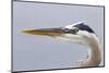 Great Blue Heron (Ardea herodias) adult, close-up of head, Florida, USA-Kevin Elsby-Mounted Photographic Print