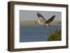 Great Blue Heron (Ardea Herodias) Bird Flying with Nest Material, Texas, USA-Larry Ditto-Framed Photographic Print