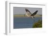 Great Blue Heron (Ardea Herodias) Bird Flying with Nest Material, Texas, USA-Larry Ditto-Framed Photographic Print