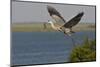 Great Blue Heron (Ardea Herodias) Bird Flying with Nest Material, Texas, USA-Larry Ditto-Mounted Photographic Print