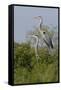 Great Blue Heron (Ardea Herodias) Bird, Pair in Habitat, Texas, USA-Larry Ditto-Framed Stretched Canvas