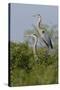 Great Blue Heron (Ardea Herodias) Bird, Pair in Habitat, Texas, USA-Larry Ditto-Stretched Canvas