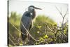 Great Blue Heron (Ardea Herodias) Bird-Richard T. Nowitz-Stretched Canvas