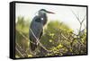 Great Blue Heron (Ardea Herodias) Bird-Richard T. Nowitz-Framed Stretched Canvas