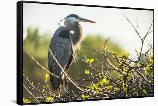 Great Blue Heron (Ardea Herodias) Bird-Richard T. Nowitz-Framed Stretched Canvas