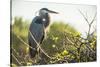 Great Blue Heron (Ardea Herodias) Bird-Richard T. Nowitz-Stretched Canvas