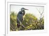 Great Blue Heron (Ardea Herodias) Bird-Richard T. Nowitz-Framed Photographic Print
