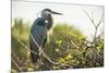 Great Blue Heron (Ardea Herodias) Bird-Richard T. Nowitz-Mounted Photographic Print