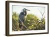 Great Blue Heron (Ardea Herodias) Bird-Richard T. Nowitz-Framed Photographic Print