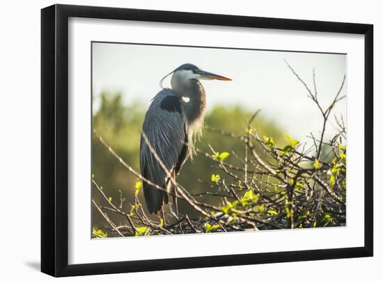 Great Blue Heron (Ardea Herodias) Bird-Richard T. Nowitz-Framed Photographic Print