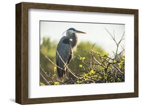 Great Blue Heron (Ardea Herodias) Bird-Richard T. Nowitz-Framed Photographic Print