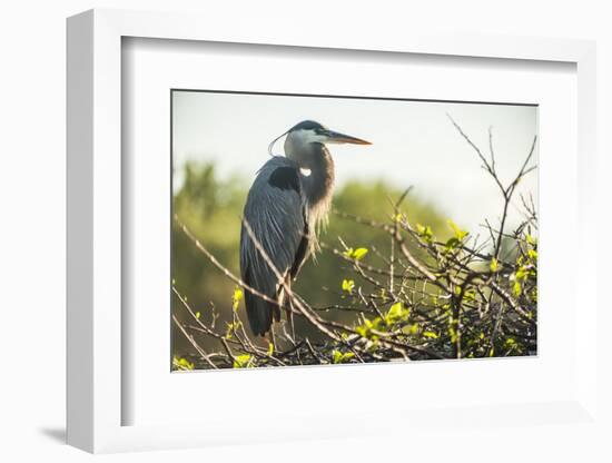 Great Blue Heron (Ardea Herodias) Bird-Richard T. Nowitz-Framed Photographic Print