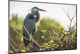 Great Blue Heron (Ardea Herodias) Bird-Richard T. Nowitz-Mounted Photographic Print