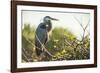 Great Blue Heron (Ardea Herodias) Bird-Richard T. Nowitz-Framed Photographic Print