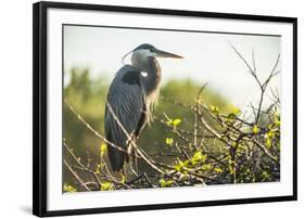 Great Blue Heron (Ardea Herodias) Bird-Richard T. Nowitz-Framed Photographic Print