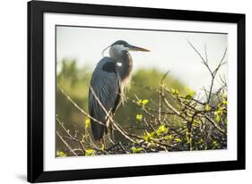 Great Blue Heron (Ardea Herodias) Bird-Richard T. Nowitz-Framed Photographic Print