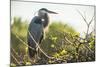 Great Blue Heron (Ardea Herodias) Bird-Richard T. Nowitz-Mounted Photographic Print