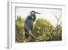 Great Blue Heron (Ardea Herodias) Bird-Richard T. Nowitz-Framed Photographic Print