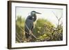 Great Blue Heron (Ardea Herodias) Bird-Richard T. Nowitz-Framed Photographic Print