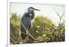 Great Blue Heron (Ardea Herodias) Bird-Richard T. Nowitz-Framed Photographic Print