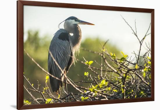 Great Blue Heron (Ardea Herodias) Bird-Richard T. Nowitz-Framed Photographic Print