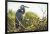 Great Blue Heron (Ardea Herodias) Bird-Richard T. Nowitz-Framed Photographic Print