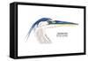 Great Blue Heron (Ardea Herodias), Birds-Encyclopaedia Britannica-Framed Stretched Canvas