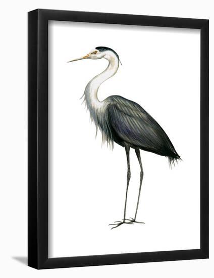 Great Blue Heron (Ardea Herodias), Birds-Encyclopaedia Britannica-Framed Poster