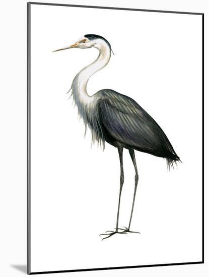 Great Blue Heron (Ardea Herodias), Birds-Encyclopaedia Britannica-Mounted Poster