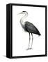 Great Blue Heron (Ardea Herodias), Birds-Encyclopaedia Britannica-Framed Stretched Canvas