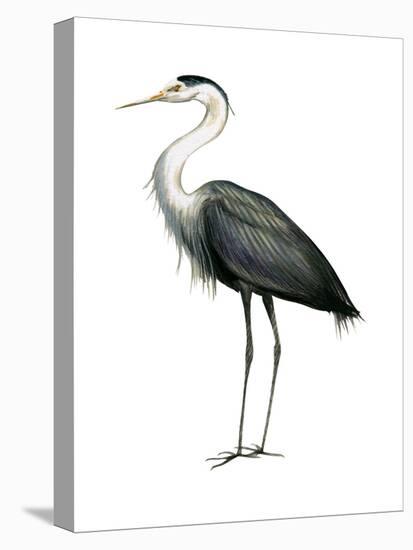 Great Blue Heron (Ardea Herodias), Birds-Encyclopaedia Britannica-Stretched Canvas