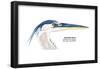 Great Blue Heron (Ardea Herodias), Birds-Encyclopaedia Britannica-Framed Poster