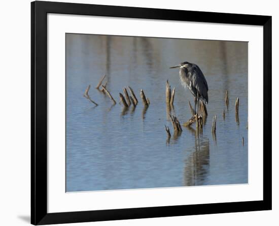 Great blue heron, Ardea Herodias, Bosque del Apache NWR, New Mexico-Maresa Pryor-Framed Photographic Print