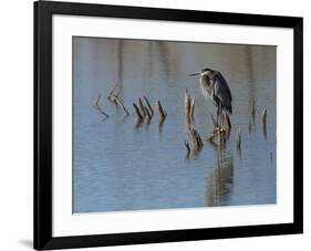 Great blue heron, Ardea Herodias, Bosque del Apache NWR, New Mexico-Maresa Pryor-Framed Photographic Print