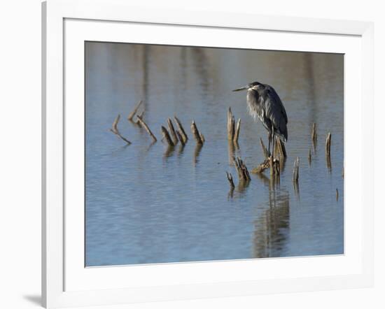 Great blue heron, Ardea Herodias, Bosque del Apache NWR, New Mexico-Maresa Pryor-Framed Photographic Print