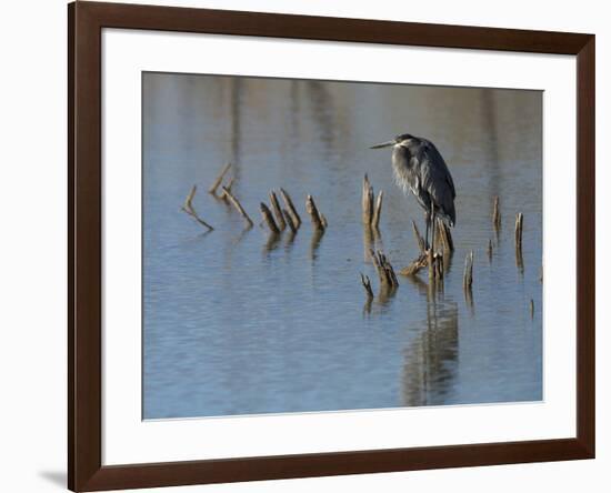 Great blue heron, Ardea Herodias, Bosque del Apache NWR, New Mexico-Maresa Pryor-Framed Photographic Print