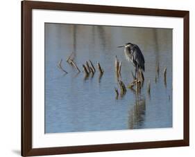 Great blue heron, Ardea Herodias, Bosque del Apache NWR, New Mexico-Maresa Pryor-Framed Photographic Print