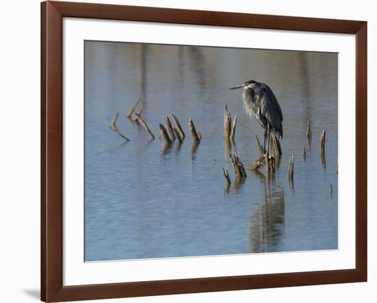 Great blue heron, Ardea Herodias, Bosque del Apache NWR, New Mexico-Maresa Pryor-Framed Photographic Print