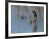 Great blue heron, Ardea Herodias, Bosque del Apache NWR, New Mexico-Maresa Pryor-Framed Photographic Print