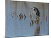 Great blue heron, Ardea Herodias, Bosque del Apache NWR, New Mexico-Maresa Pryor-Mounted Photographic Print