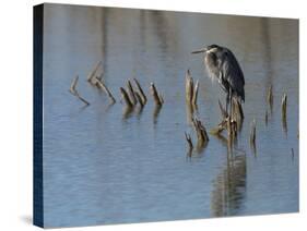 Great blue heron, Ardea Herodias, Bosque del Apache NWR, New Mexico-Maresa Pryor-Stretched Canvas