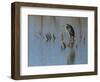 Great blue heron, Ardea Herodias, Bosque del Apache NWR, New Mexico-Maresa Pryor-Framed Photographic Print